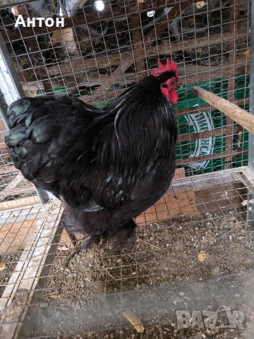 свободни петлета джинки.