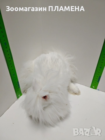 Мини зайчета джуджета , снимка 13 - Декоративни зайчета - 52481352