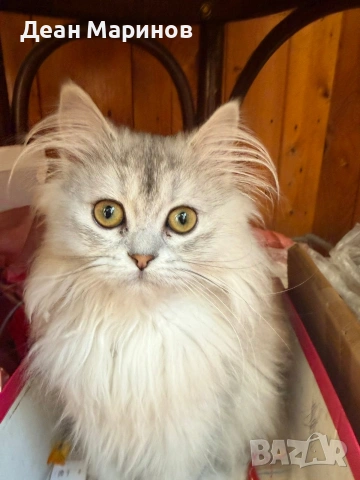 Британска дългокосместа сребърна чинчила, снимка 6 - Чинчили - 54257795