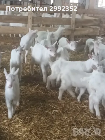 Saanski jenski qreta chistakravni sas sertifikat za poroda , снимка 10 - Кози - 49261553