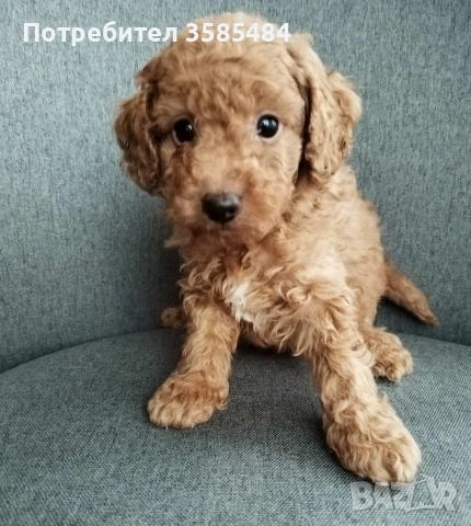 Mini poodle/Мини пудел , снимка 7 - Пудели - 53463482