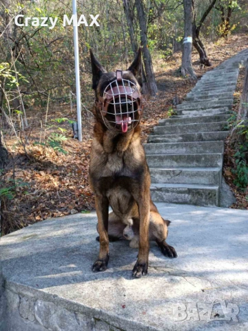 Белгийска овчарка Обучена , снимка 4 - Белгийска овчарка - 53162633