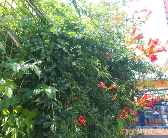 Кампсис, тромпетна лоза (Trumpet vine, Campsis radicans), снимка 6 - Разсади - 47008267