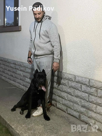 мъжко кане корсо за разплод, снимка 4 - Кане корсо - 53614357