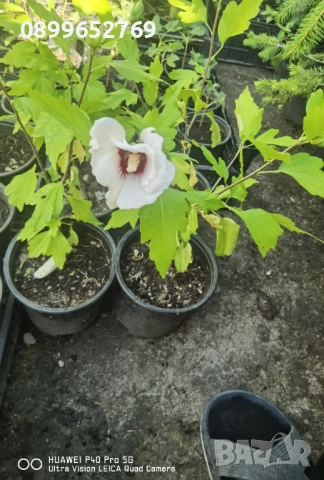 Дървовидна ружа