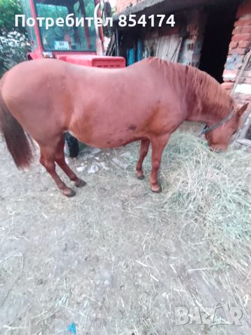 Продавам кобила жребна на два месеца, снимка 2 - Коне - 46146009