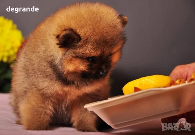 Златисти мъжки и женски бебета Померан, снимка 3 - Померан - 51198870