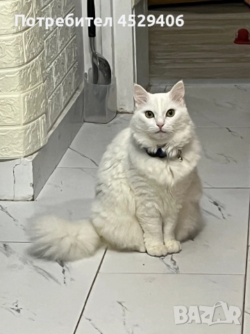 Продавам Ангора