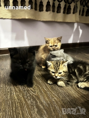 Британска късокосместа, снимка 9 - Британска късокосместа - 52310510