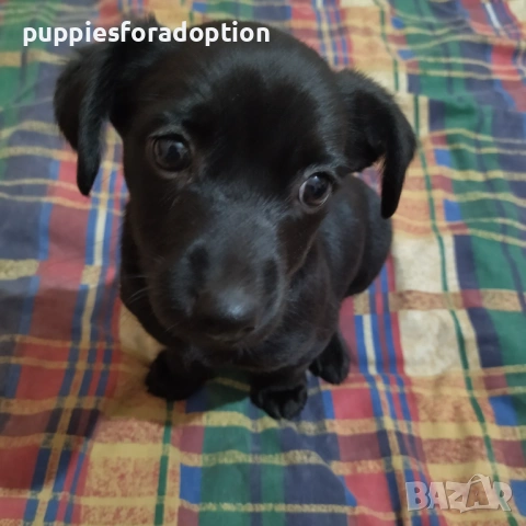 Подарявам кученца, разновидност на патърдейл (chatterdale), снимка 9 - Други - 53838730