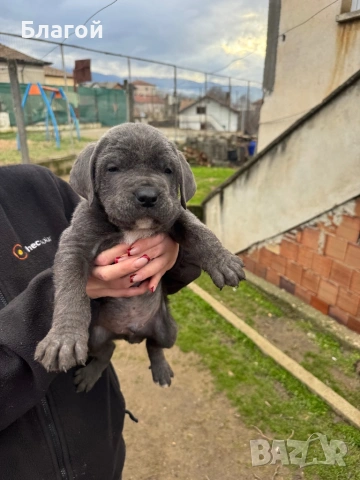 Кане Корсо, снимка 2 - Други - 53487356