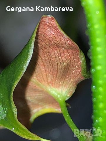 Philodendron Lupinum , снимка 2 - Стайни растения - 45011543