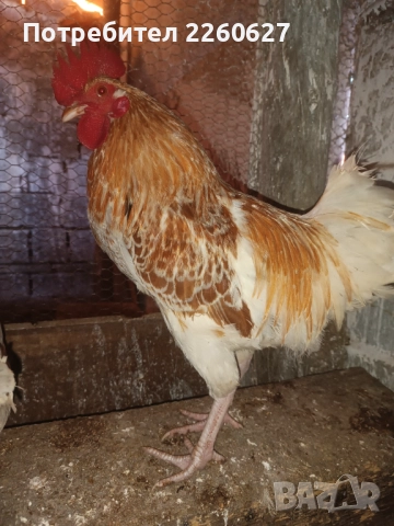 Млади петли , снимка 2 - Кокошки и пуйки - 52944909