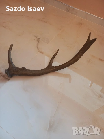 еленски рог 