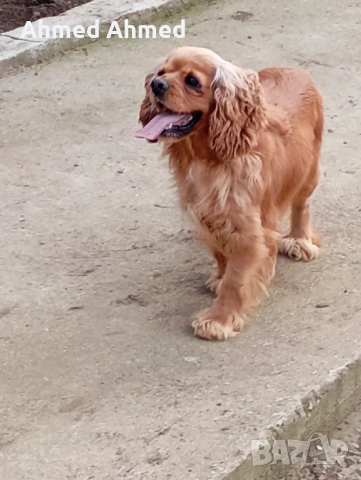 Американски кокер шпаньол , снимка 2 - Кокер шпаньол - 53566217