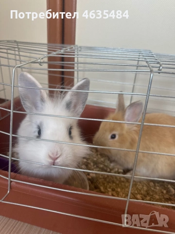 Декоративни зайчета, лъвска глава 