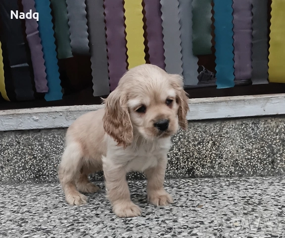 Кокер шпаньол 