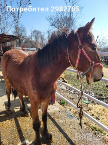 Продавам Мъжки кончета , снимка 10 - Коне - 53844953