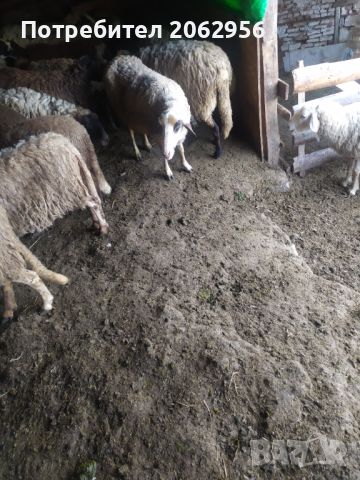 Продавам овце , снимка 1 - Овце - 46024030