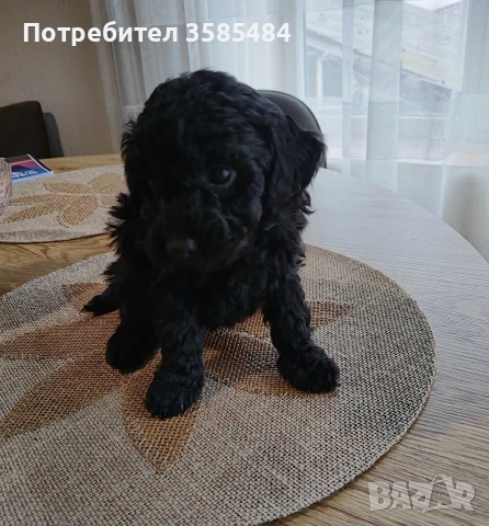 Mini poodle/Мини пудел , снимка 4 - Пудели - 53463482