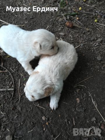 Подарявам малки кученца от родители мъничета намират се в Димитровград тел 0878821343 , снимка 1 - Риджбек - 45716740