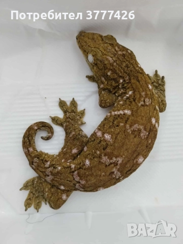 Личи Гекон / Rhacodactylus leachianus, снимка 1