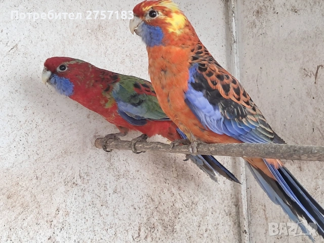 продавам папагали пенантова розела