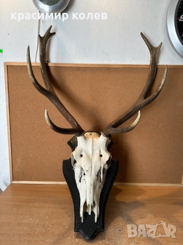ловен трофей рога от Благороден елен, снимка 5 - Антикварни и старинни предмети - 53802921