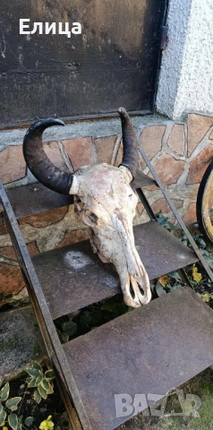 Череп на бивол, снимка 2 - Декорация за дома - 52409993
