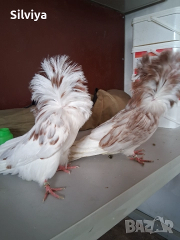 Гълъби, снимка 1