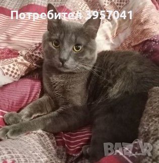 Сини руски , снимка 5 - Руска синя котка - 45682730