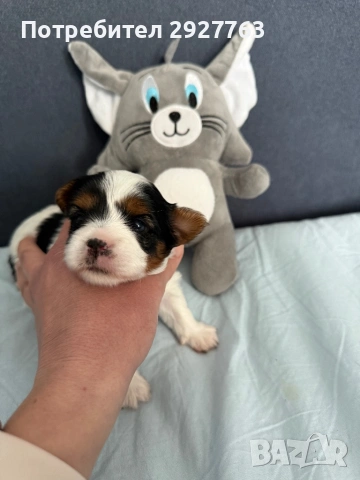 Йоркширски териер бивер