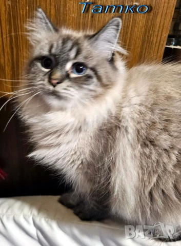 Сибирчета, сибирска котка, маскарадна, котенца, сибирско коте, хипоалергични , снимка 8 - Сибирски - 53899876