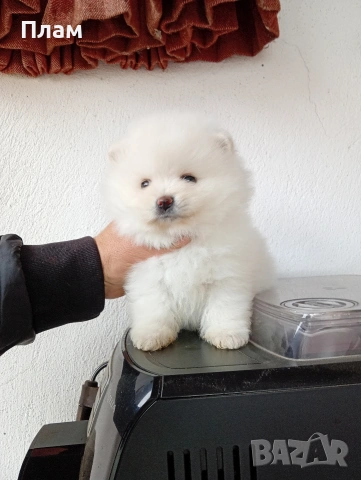 Мъжки и женски Померани. Реални снимки!, снимка 9 - Померан - 54044686