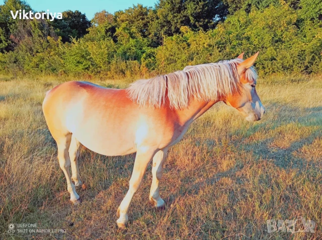 Селскостопански животни, кончета, снимка 2 - Коне - 50977814