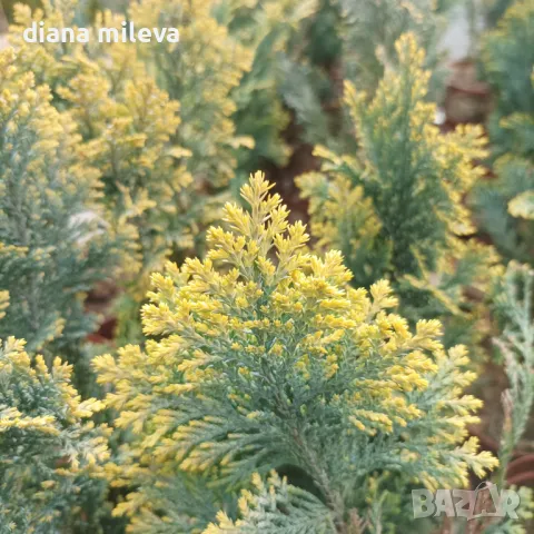 Лавзонов лъжекипарис Алумиголд (Chamaecyparis laws. Alumigold), снимка 7 - Градински цветя и растения - 48183762