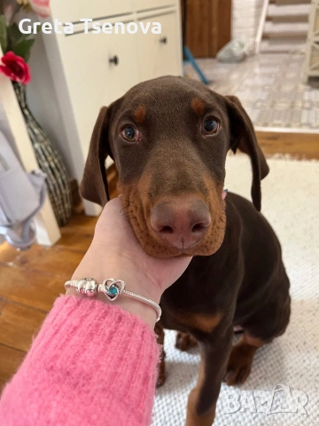 Чистокръвно кафяво доберманче, снимка 3 - Доберман - 53692541