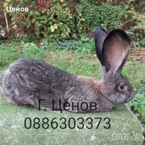 Продавам зайци великани, снимка 9 - Други - 49729000