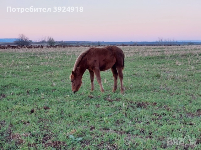 Продавам Конче на 8 месеца , снимка 5 - Коне - 52810797