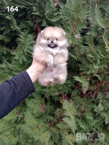 Мъжки Померани. Реални снимки ! , снимка 3 - Померан - 52605726