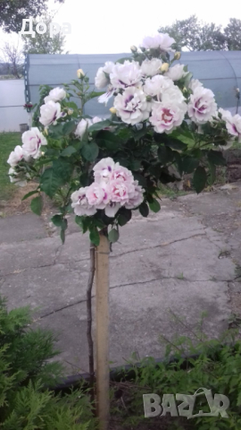 Щамбови рози, цветово разнообразие., снимка 3 - Градински цветя и растения - 44639785