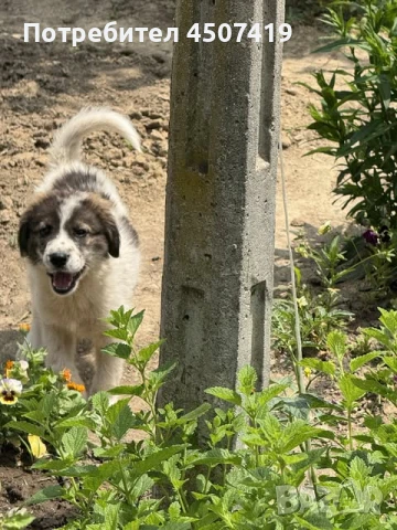 Подарявам женска Каракачанка, снимка 1