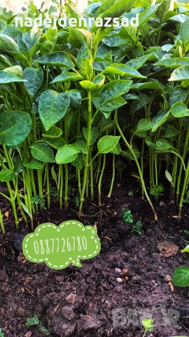 Разсад пипер, чушки, снимка 5 - Разсади - 54218205