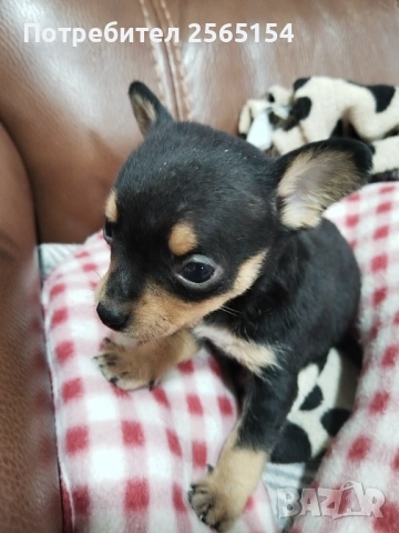 Пинчер момче, снимка 2 - Пинчер - 54022635