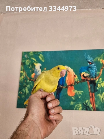 малки александри , снимка 8 - Папагали - 54236327