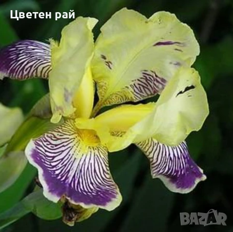 Ризоми на ириси микс цвят на късмет от показаните 