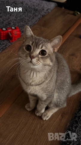 Коте с британски произход , снимка 4 - Британска късокосместа - 53614005