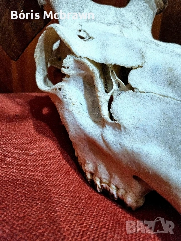 Уникален череп с рога от благороден елен – Колекционерски трофей, снимка 2 - Антикварни и старинни предмети - 53644427