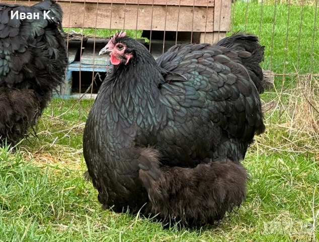 Продавам черен Орпингтон. 