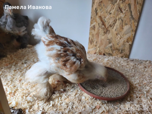 пиленца брама на 45дни 